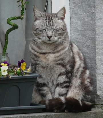 Le chat philosophe Chat philosophe