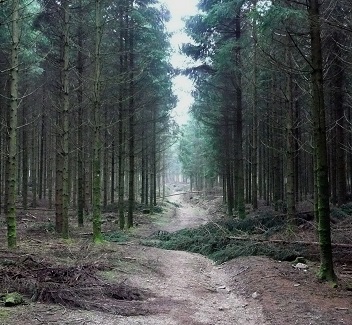 Arbres sur le chemin