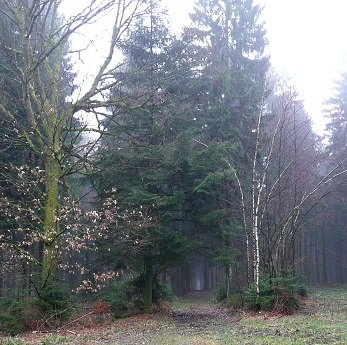 Allée dans la forêt domaniale des Pothées Forêt des Pothées