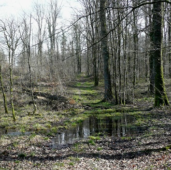 Chemin inondé de la forêt de Signy-l'Abbaye Chemin inondé