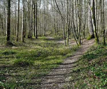 Sente sauvage dans la forêt de Signy-l'Abbaye Sente dans la forêt de Signy