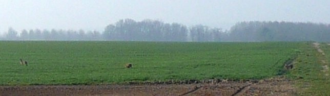 Trois lièvres s'encourent dans les champs Trois lièvres dans les champs