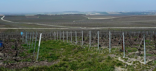 Vignes 1