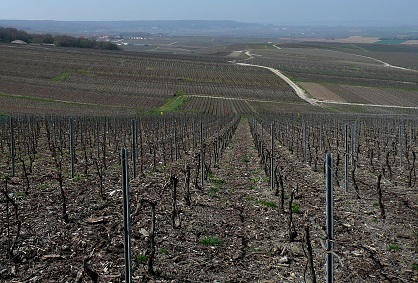 Vignes 2