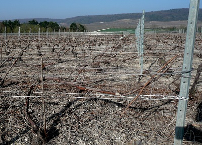 Ceps de vignes