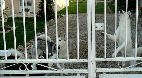 Akitas inus