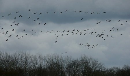 Envol de grues cendrées