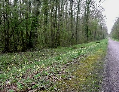 Route forestière du Temple