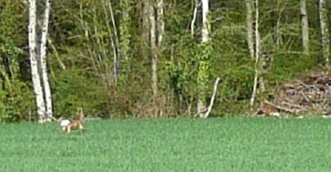 Chevreuils avant Mélisey