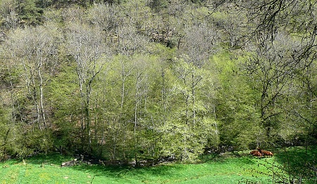 Le ruisseau du Saloir, en contrebas