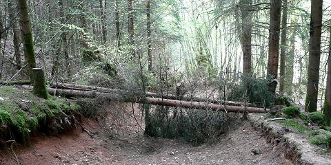 Troncs en travers du chemin