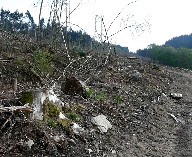 Coupe sauvage