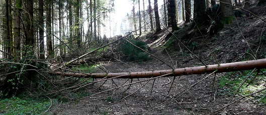 Arbres en travers su chemin