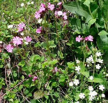 Fleurs à l'entrée de Joux