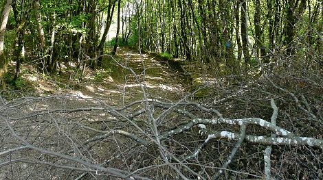 Amas de branches aux Loges