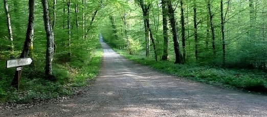 La forêt de Germigny