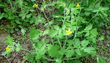 Chélidoines majeures à Saint-Aubin-sur-Loire