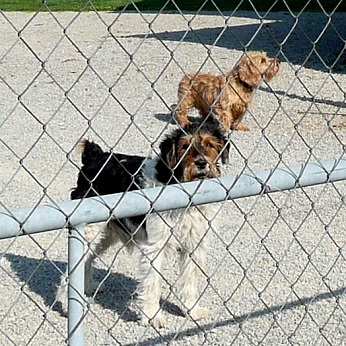 Deux chiens à la Brosse