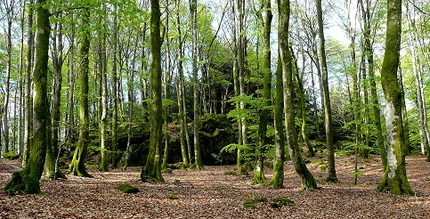 Petit bois magique