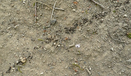 Une colonne de fourmis