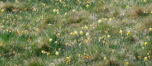 Les jonquilles de Notre-Dame-de-l'Hermitage