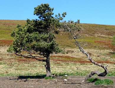 Deux arbres sur les Hautes Chaumes