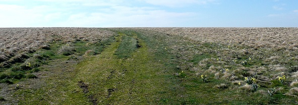 Tourbière séchée et jonquilles