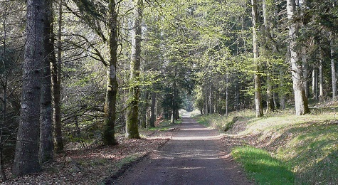 Allée entre Sephos et l'Auzon