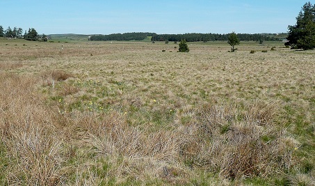 Tourbière à la Planette
