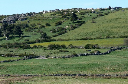 Vaches sur la butte de la Rimeize