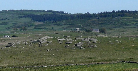 Aubrac (1) - Gentianes