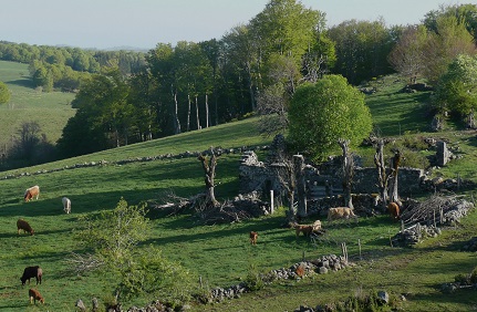 Ruine entourée d'animaux