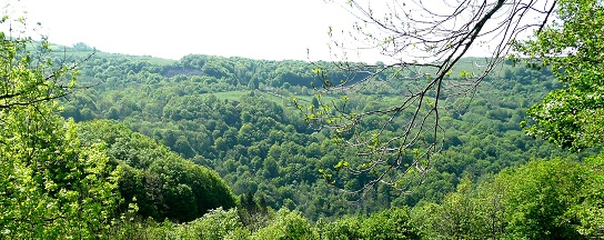 Le bois de Roquebasse