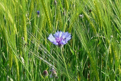 Un bleuet