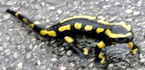 Une salamandre