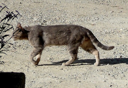 Un chat sur la place principale de la Romieu