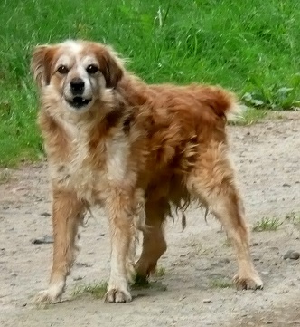 Un chien à Miramont-Sensacq
