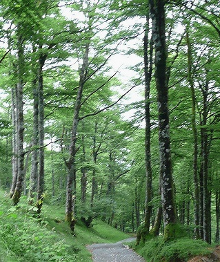 Un joli chemin descend vers Roncevaux