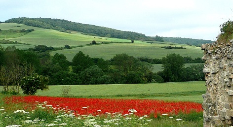 Un champ de coquelicots