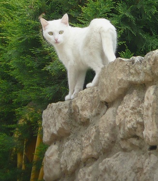 Un petit chat blanc