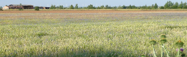 Champs sur la meseta