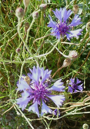Deux bleuets