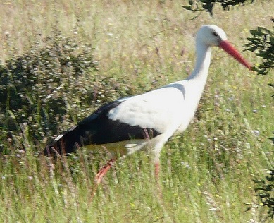 Une cigogne le long du chemin