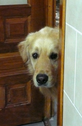 Un chien placide et sympathique