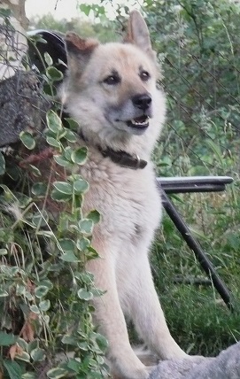 Un chien monte la garde