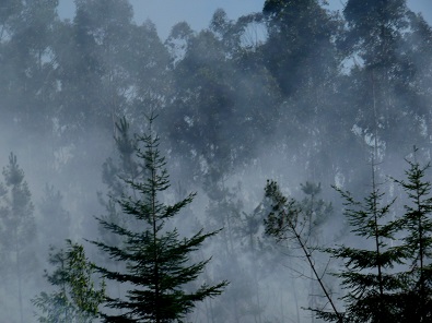 Volutes de fumée dans la forêt