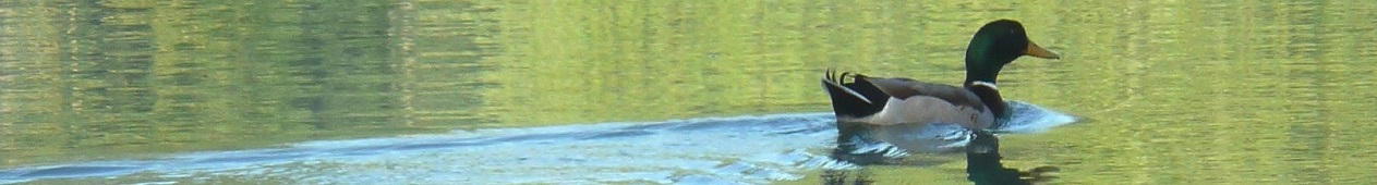 Colvert sur étang