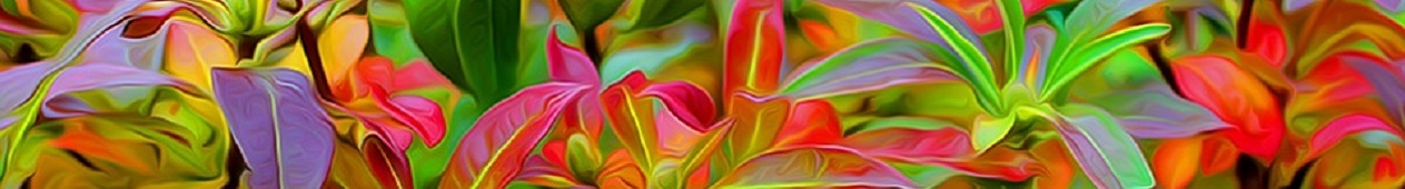 Plantes colorées