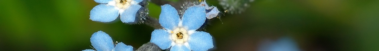 Myosotis