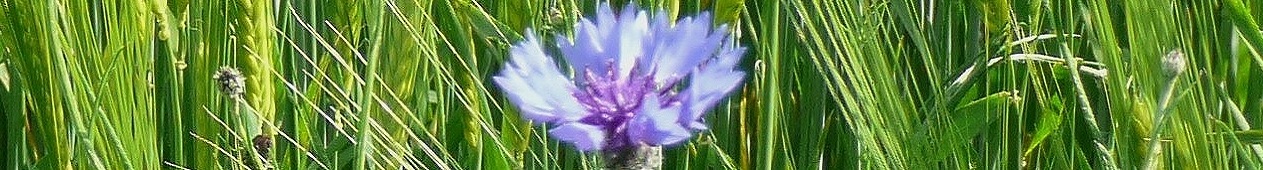 Bleuet